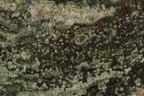 Orbicular Ocean Jasper Slab - Madagascar #129837-2